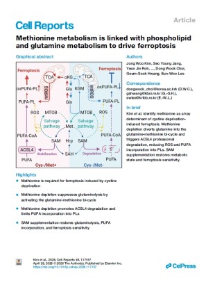 Methionine metabolism is linked with phospholipid and glutamine metabolism to drive ferroptosis